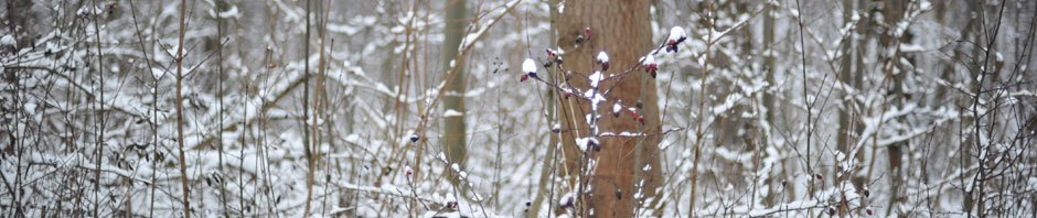 017670617551 Berthold SCHMITZ SEO Berater, IHRE VORTEILE, als SEO Berater